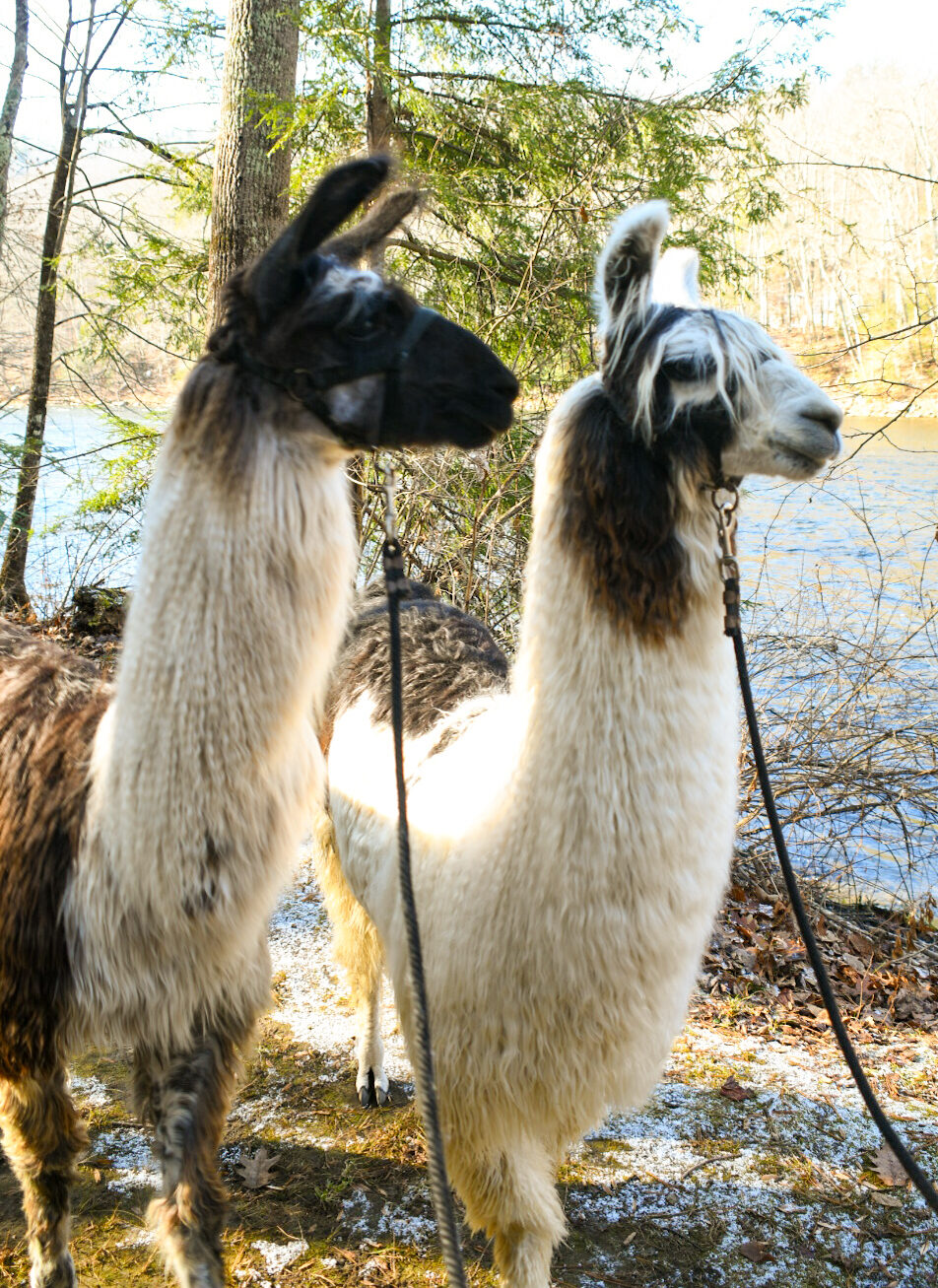 Alex left Max right https://www.countryquiltllamafarm.com/wp-content/uploads/2024/06/Alex-left-Max-right-e1717620402977.jpg